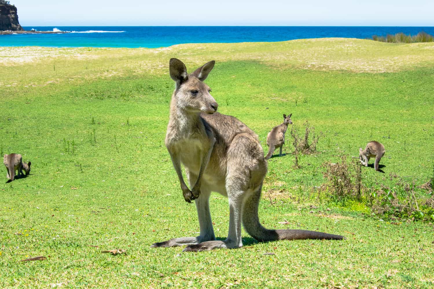ALLE 73 Känguru-Arten der Welt (Lange Liste)