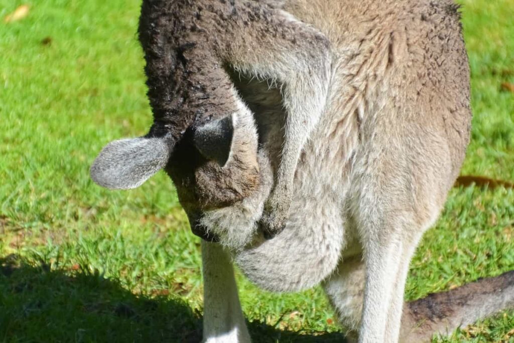 Känguru reinigt den Beutel