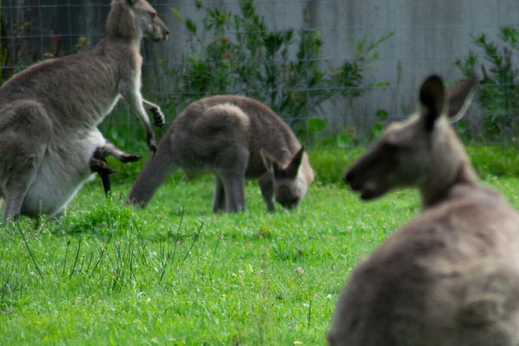 Känguru-Junges im Beutel der Mutter