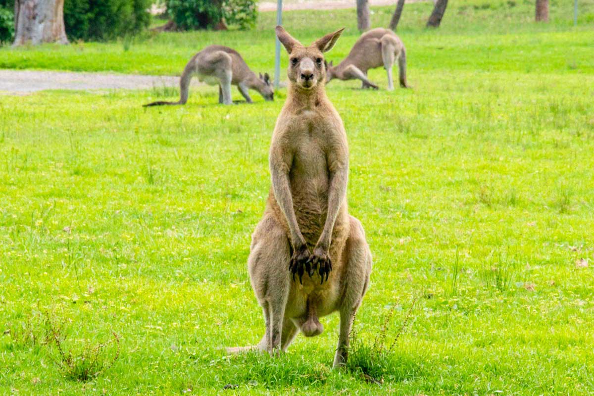 Haben M nnliche K ngurus Einen Beutel Lucky Kangaroos