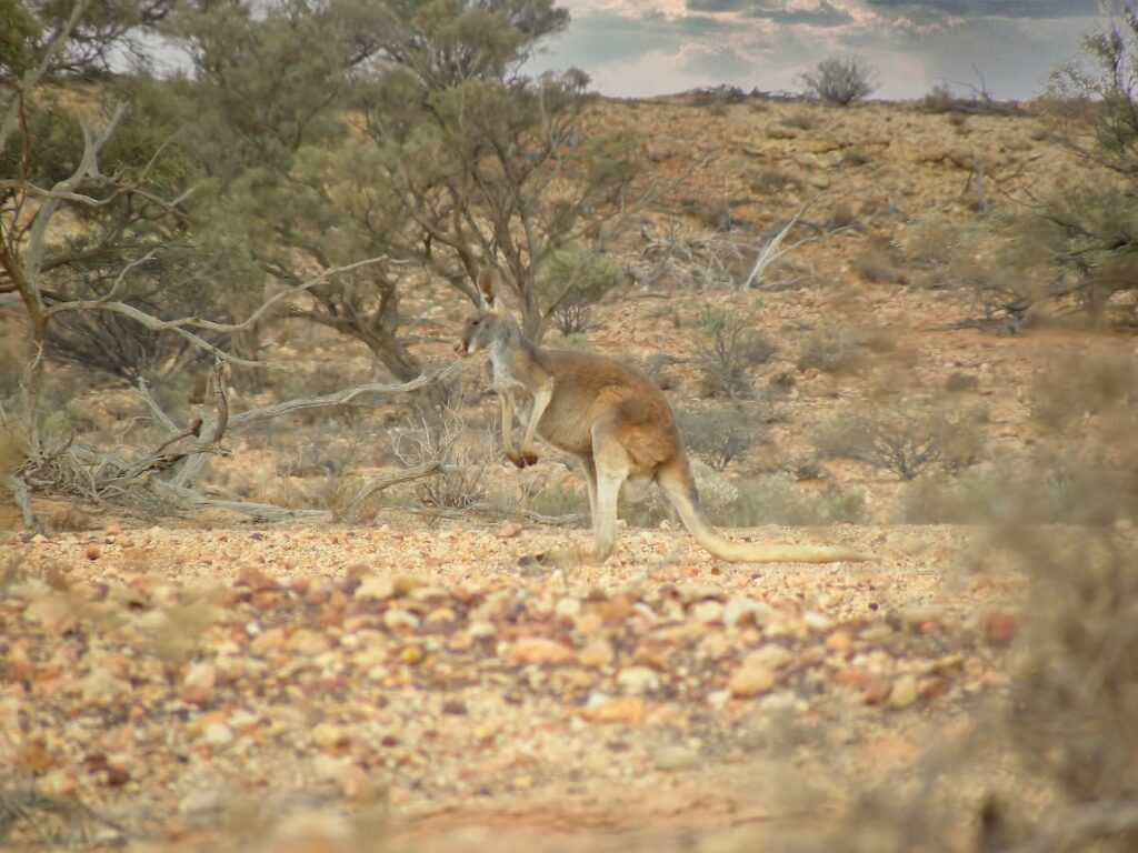 Rotes Riesenkänguru in der Wüste Australiens