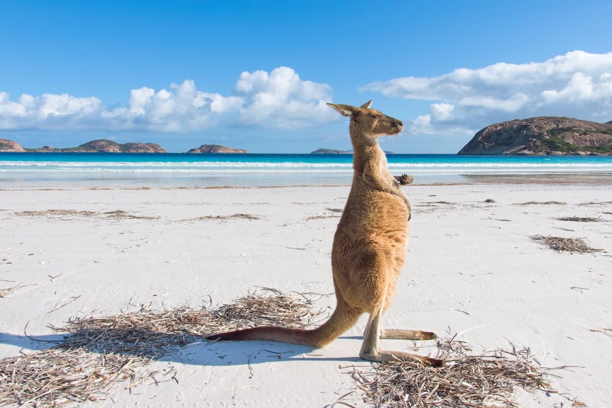Känguru am weißen Sandstrand