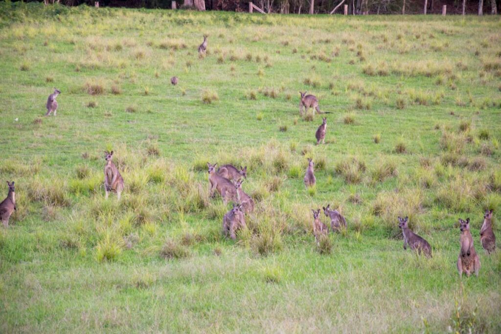 Mob mit Östlichen Grauen Riesenkängurus im Murramarang Nationalpark