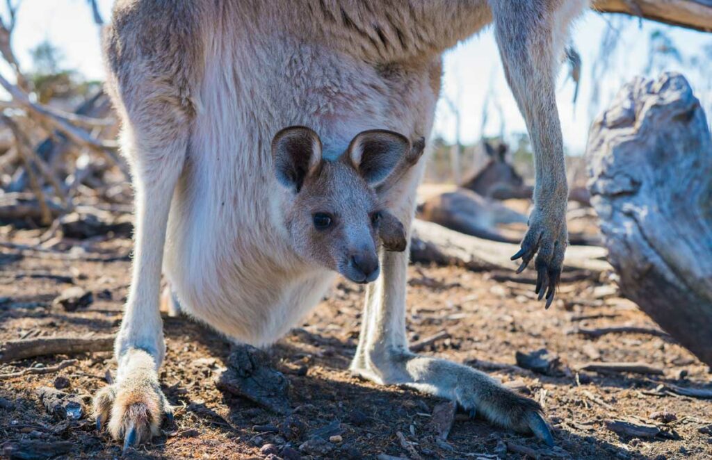 Känguru Junges im Beutel der Mutter
