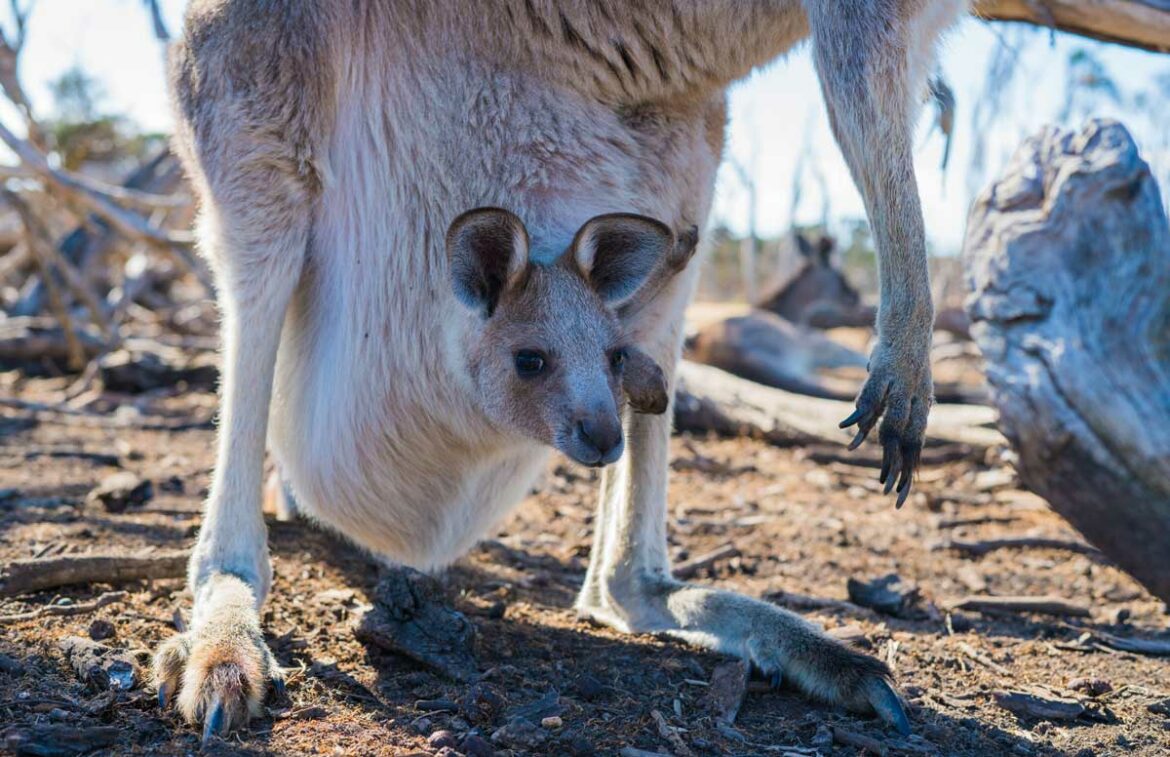 Wie lange bleiben Känguru-Babys im Beutel?