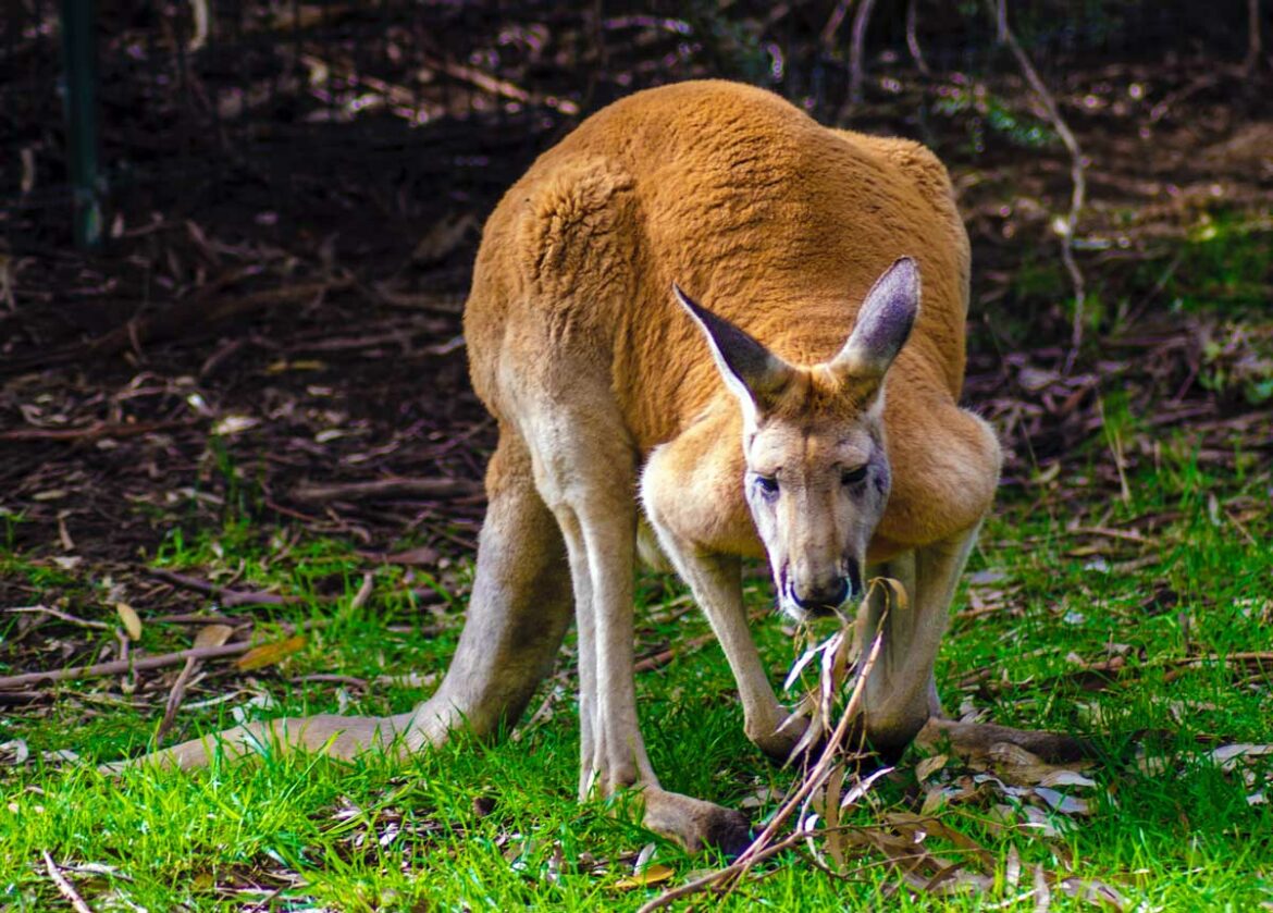 Wie groß ist ein Känguru? Unglaubliche Unterschiede! Lucky Kangaroos Wie groß ist ein Känguru? Unglaubliche Unterschiede! Lucky Kangaroos