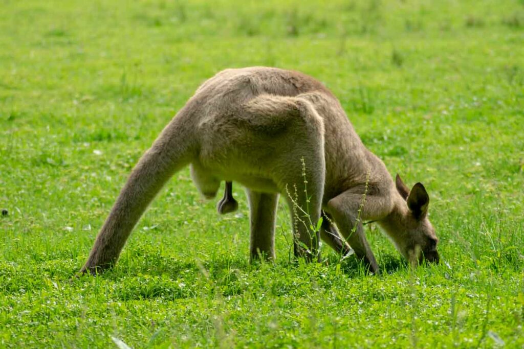 Östliches Graues Känguru beim Fressen