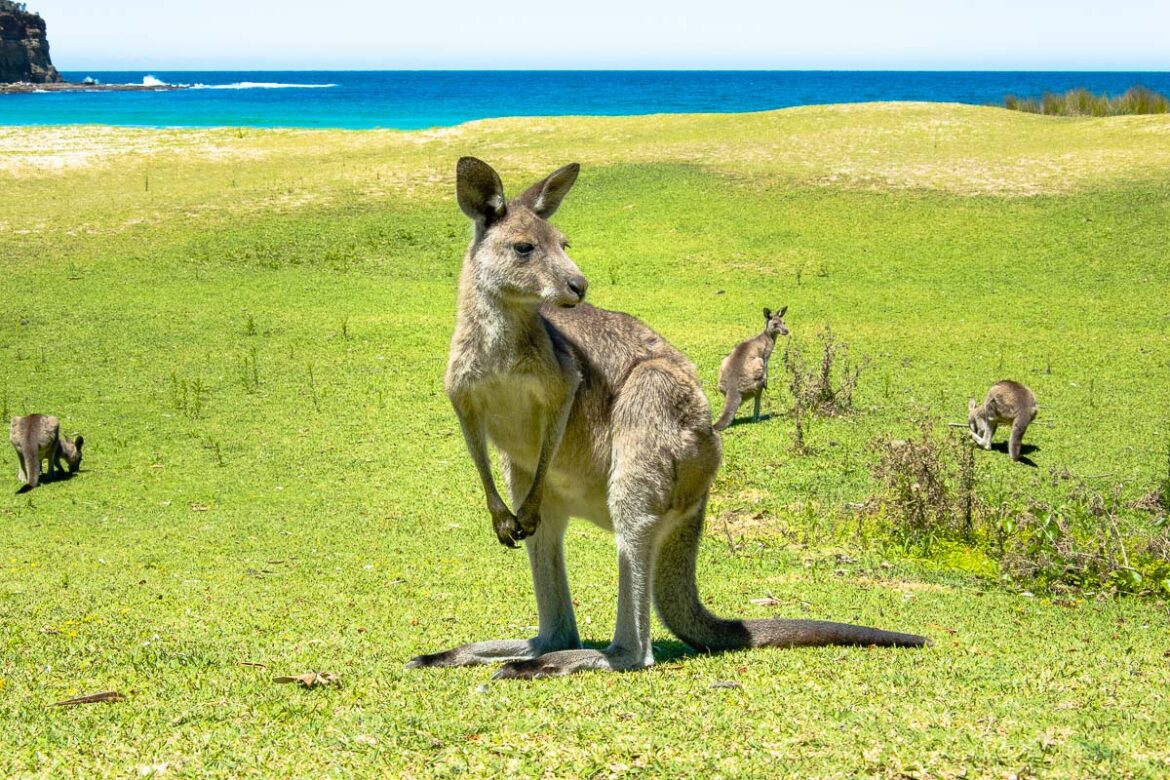 Was ist ein Känguru? (Fakten und Fotos!) – Lucky Kangaroos
