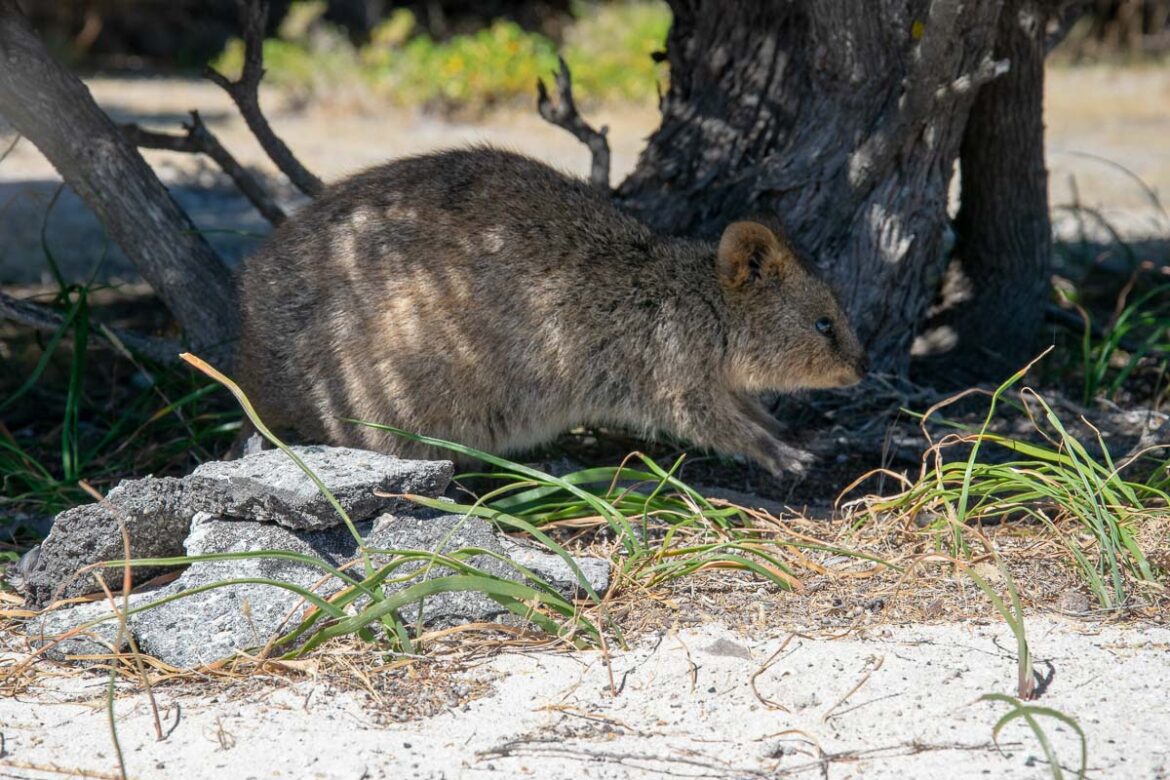 Quokkas: Die niedlichsten Tiere Australiens