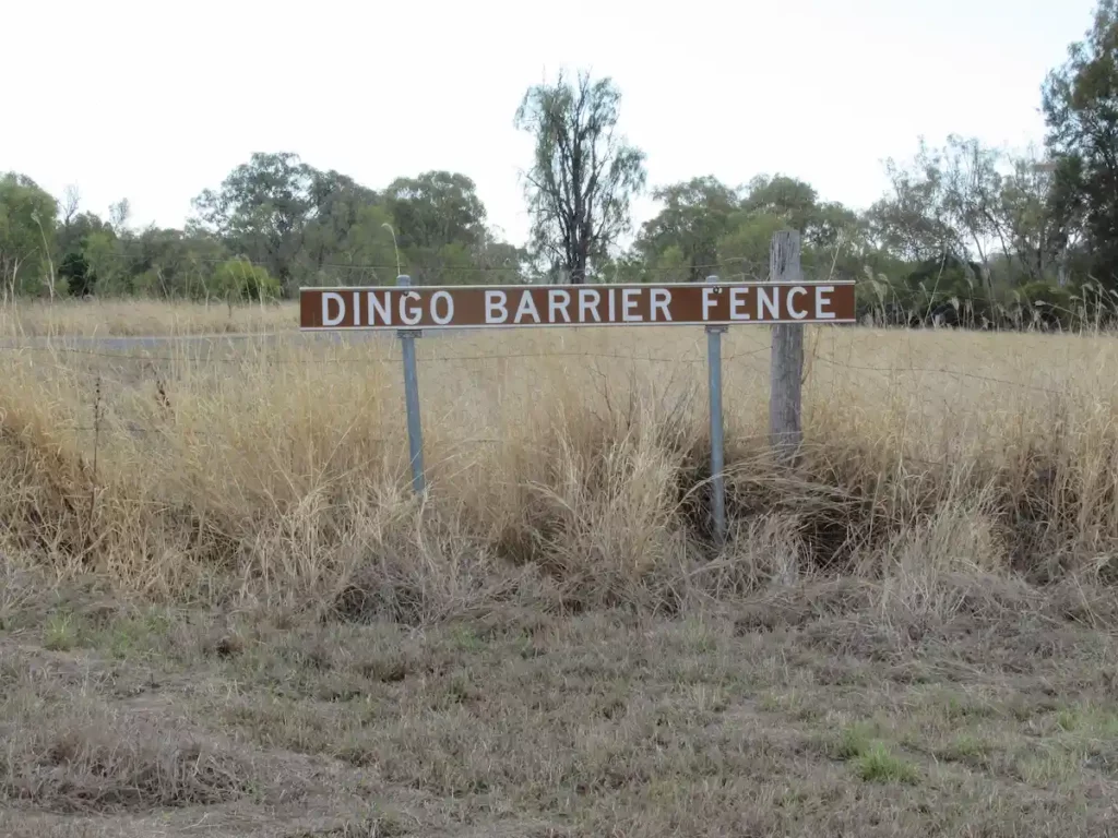 Dingo-Zaun in der Nähe von Bell QLD