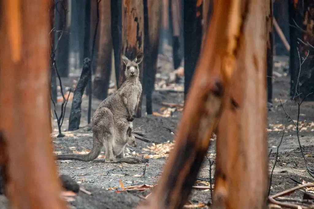 Känguru Mutter mit ihrem Jungtier in einem abgebrannten Wald