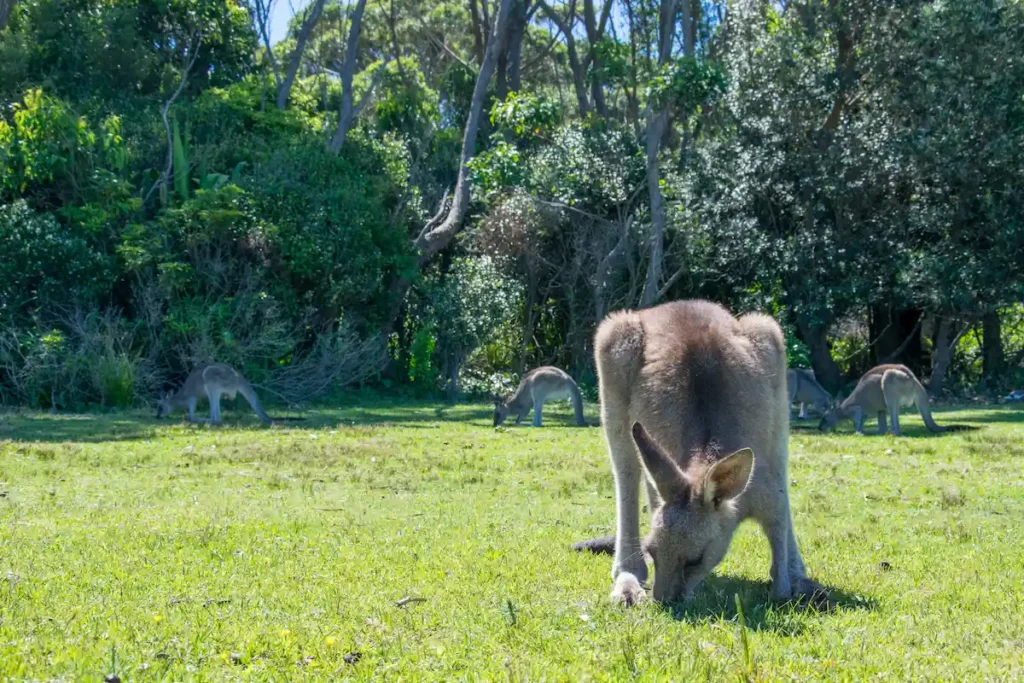 Grasende Östliche Graue Kängurus im Murramarang Nationalpark