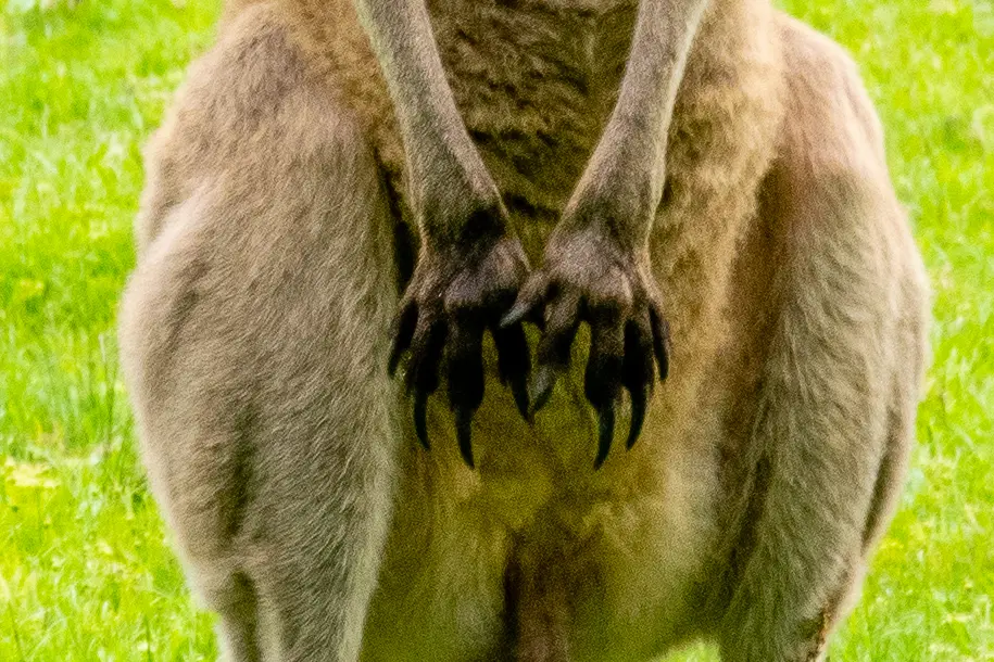 Spitze Klauen eines Östlichen Grauen Riesenkänguru