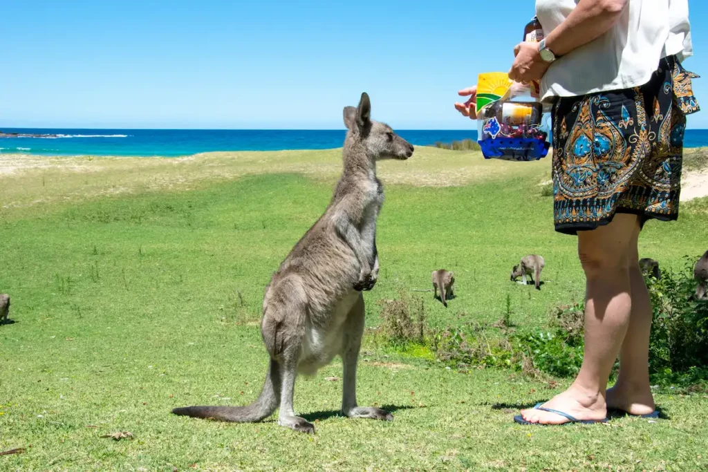 Eine Frau füttert ein Känguru