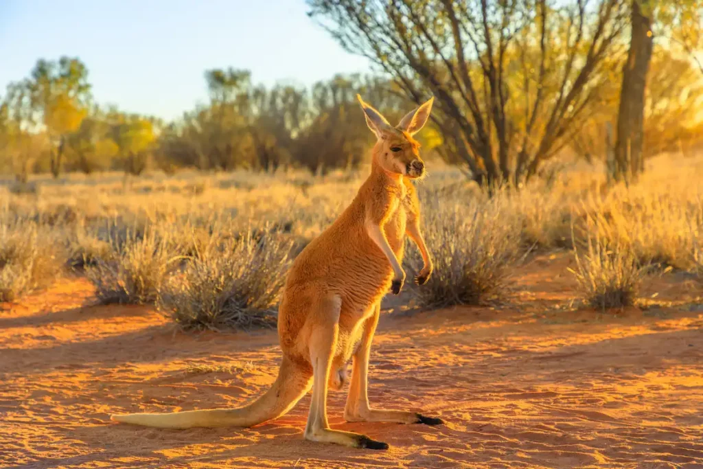 Rotes Riesenkänguru im Outback