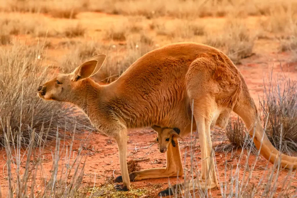 Rotes Riesenkänguru gemeinsam mit Baby im Beutel