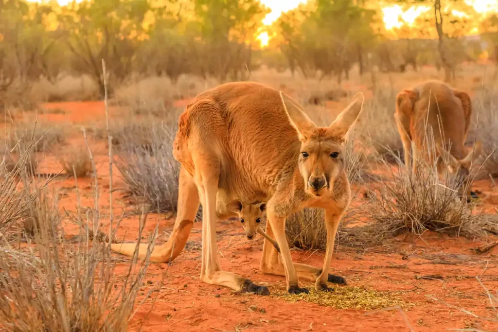 Rotes Riesenkänguru im Outback mit Baby im Beutel