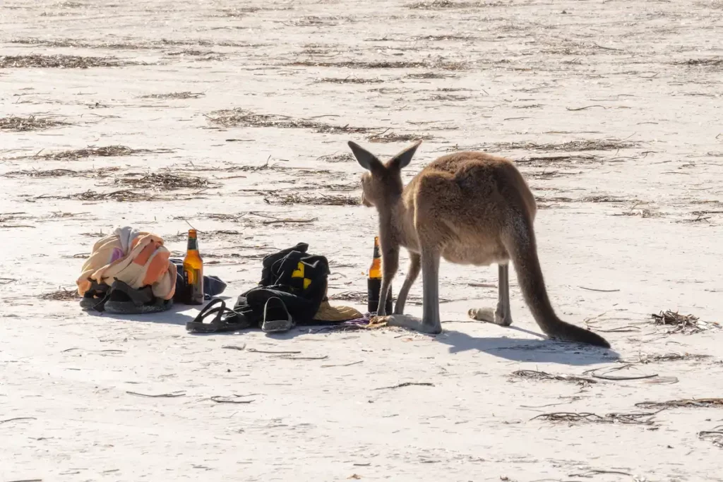 Ein Westliches Graues Riesenkänguru sucht Futter am Strand
