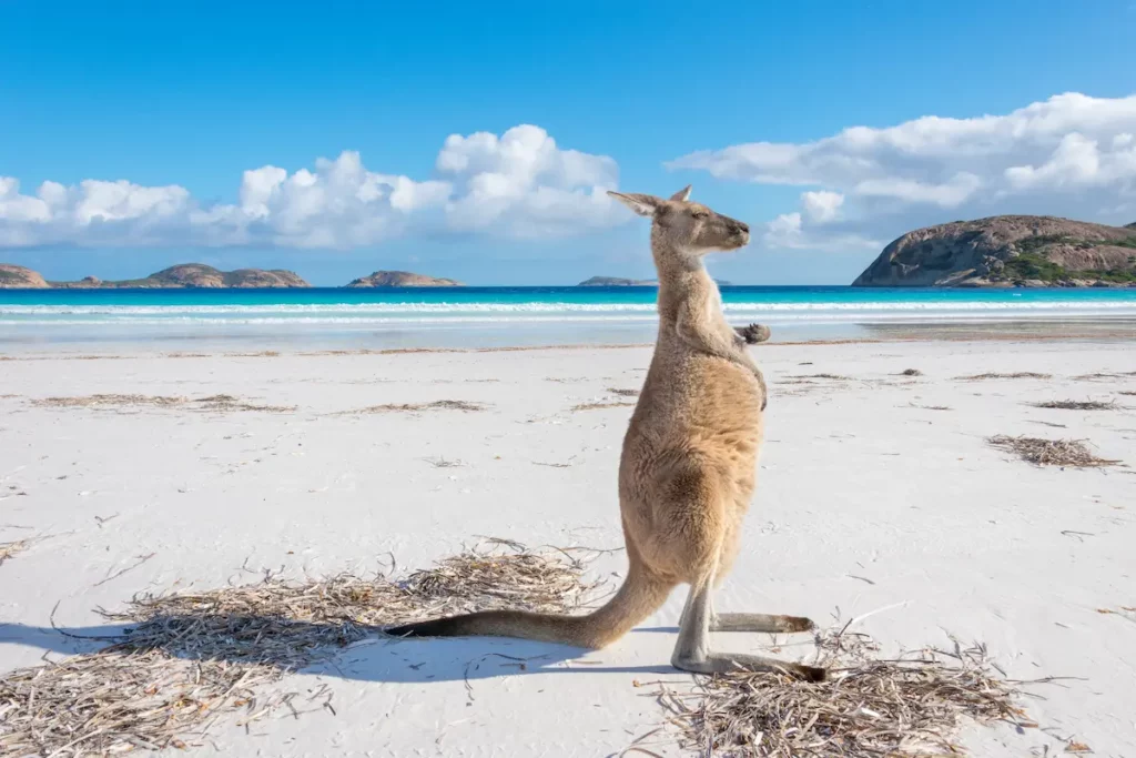 Känguru am Strand in Lucky Bay